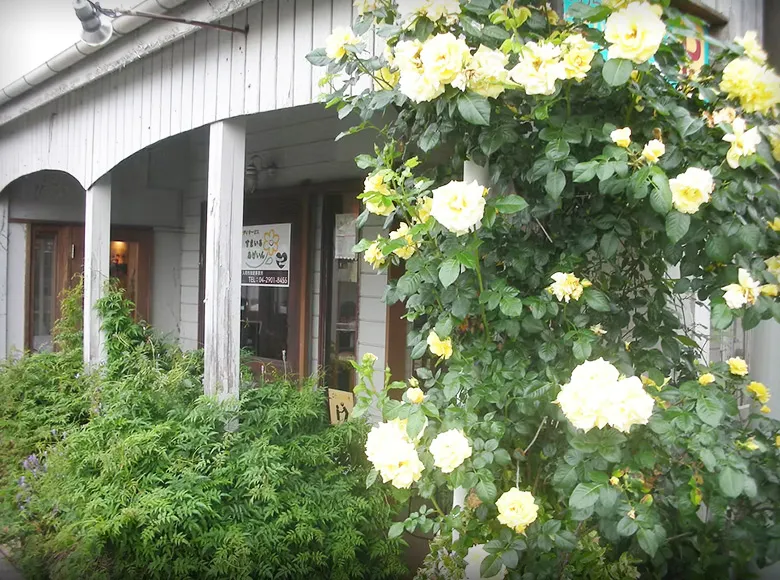 玄関先に咲くバラの花
